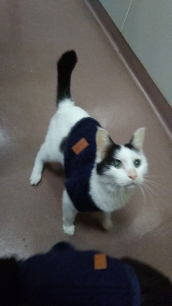 セーター買ってもらったにゃん Bｙ病院にゃんこ 一号 いっくん 埼玉県さいたま市大宮の動物病院 アイ動物病院