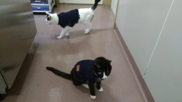 セーター買ってもらったにゃん Bｙ病院にゃんこ 一号 いっくん 埼玉県さいたま市大宮の動物病院 アイ動物病院