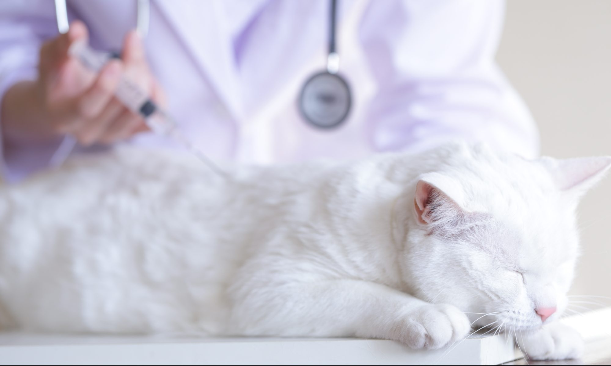 猫の血液検査にはどのようなものがある？種類や項目について解説します