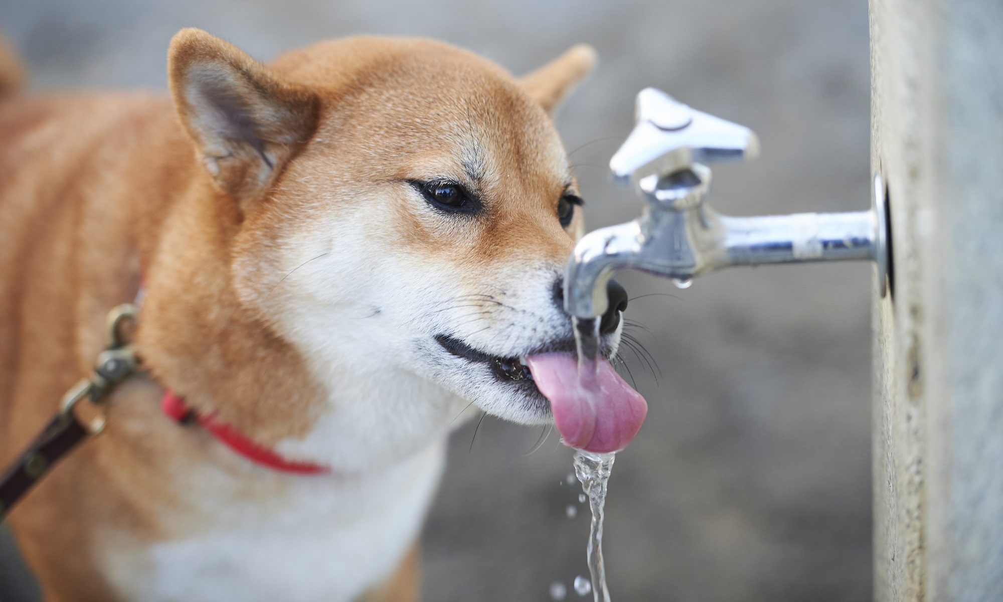 犬が水をたくさん飲むのは病気が原因？考えられる可能性と対処法について解説