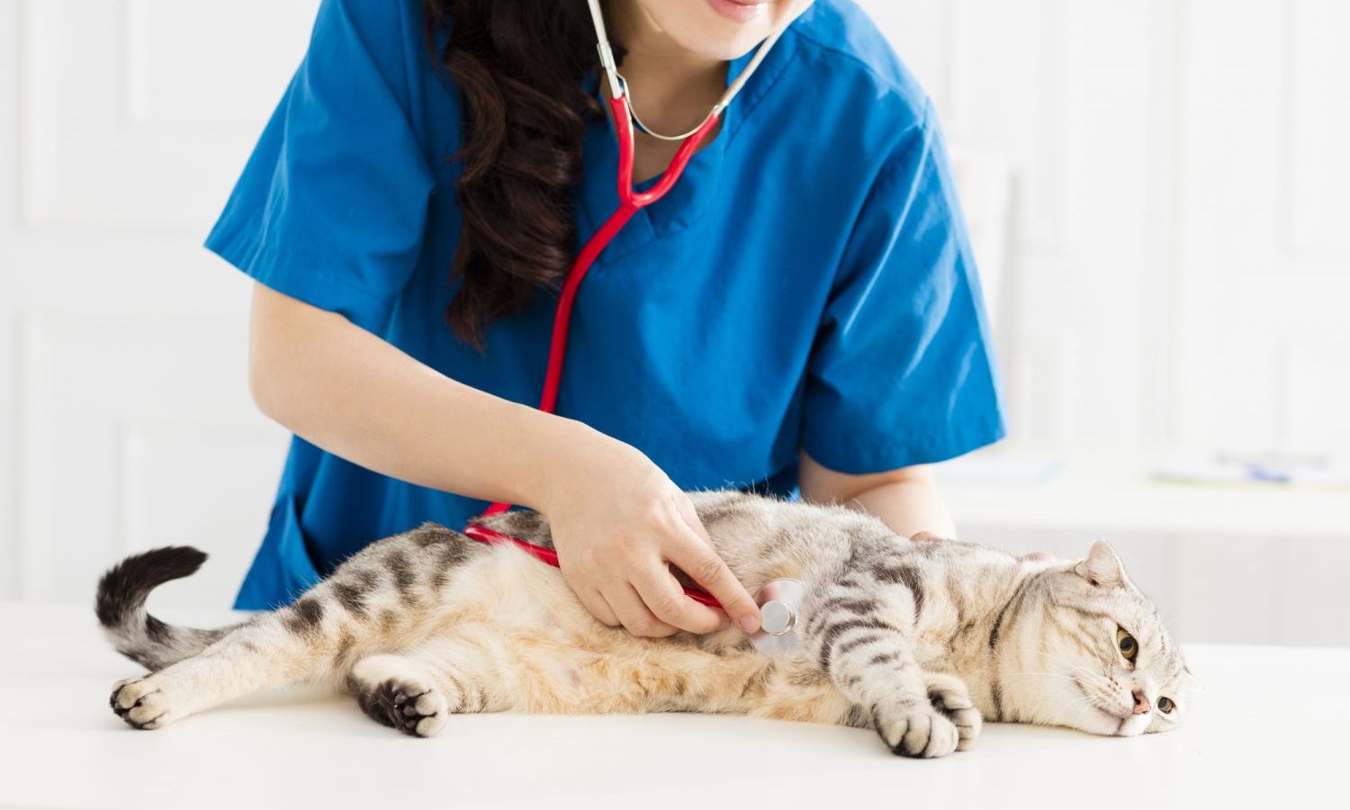 猫の止まらない吐き気には注意しよう！病院に診せるべき嘔吐とは？