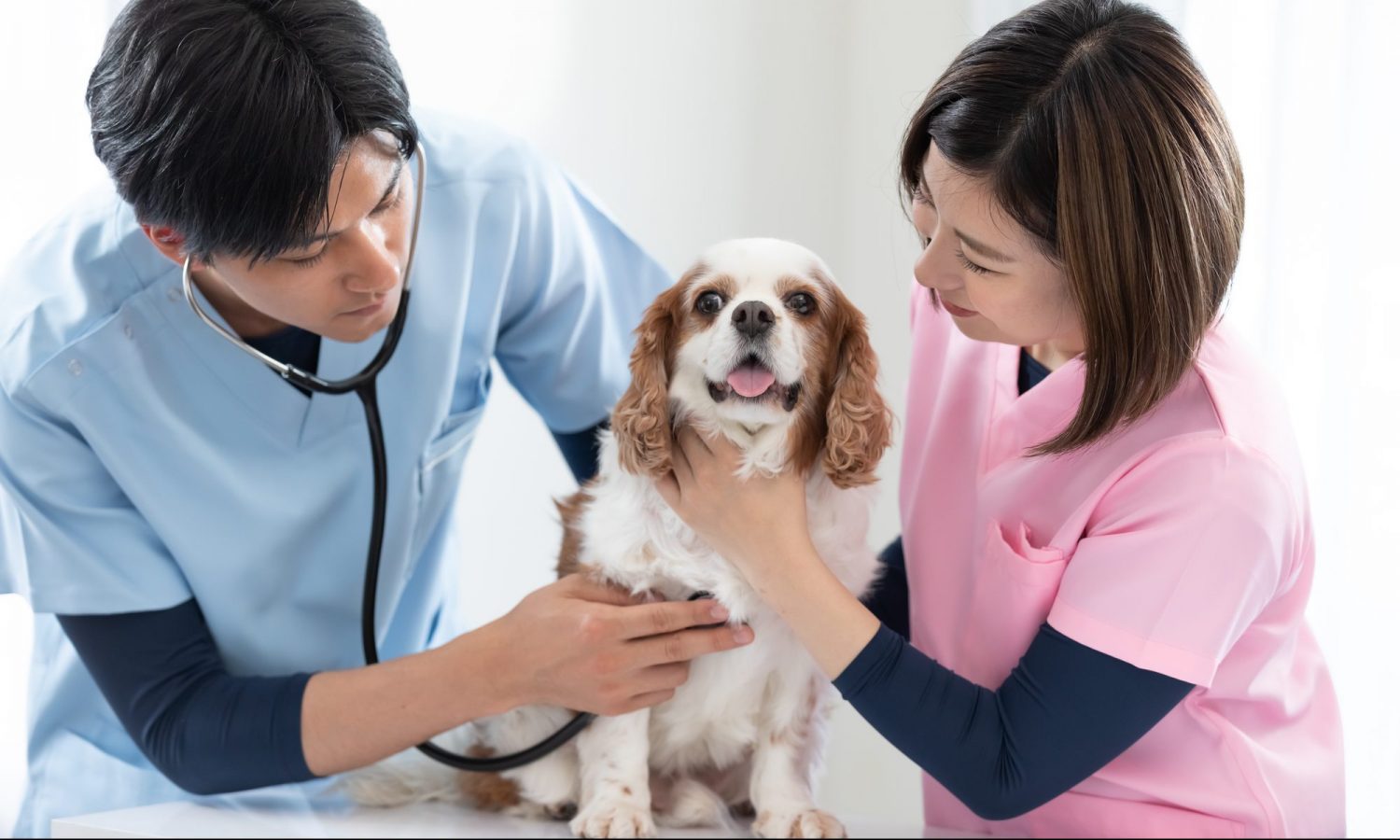 犬の健康診断について解説！検査内容・費用・タイミングについてご紹介