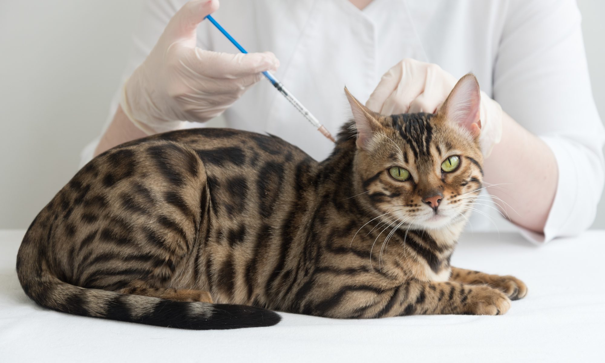 猫のワクチンを接種する時期の目安とは？ワクチンの種類も一緒に解説！
