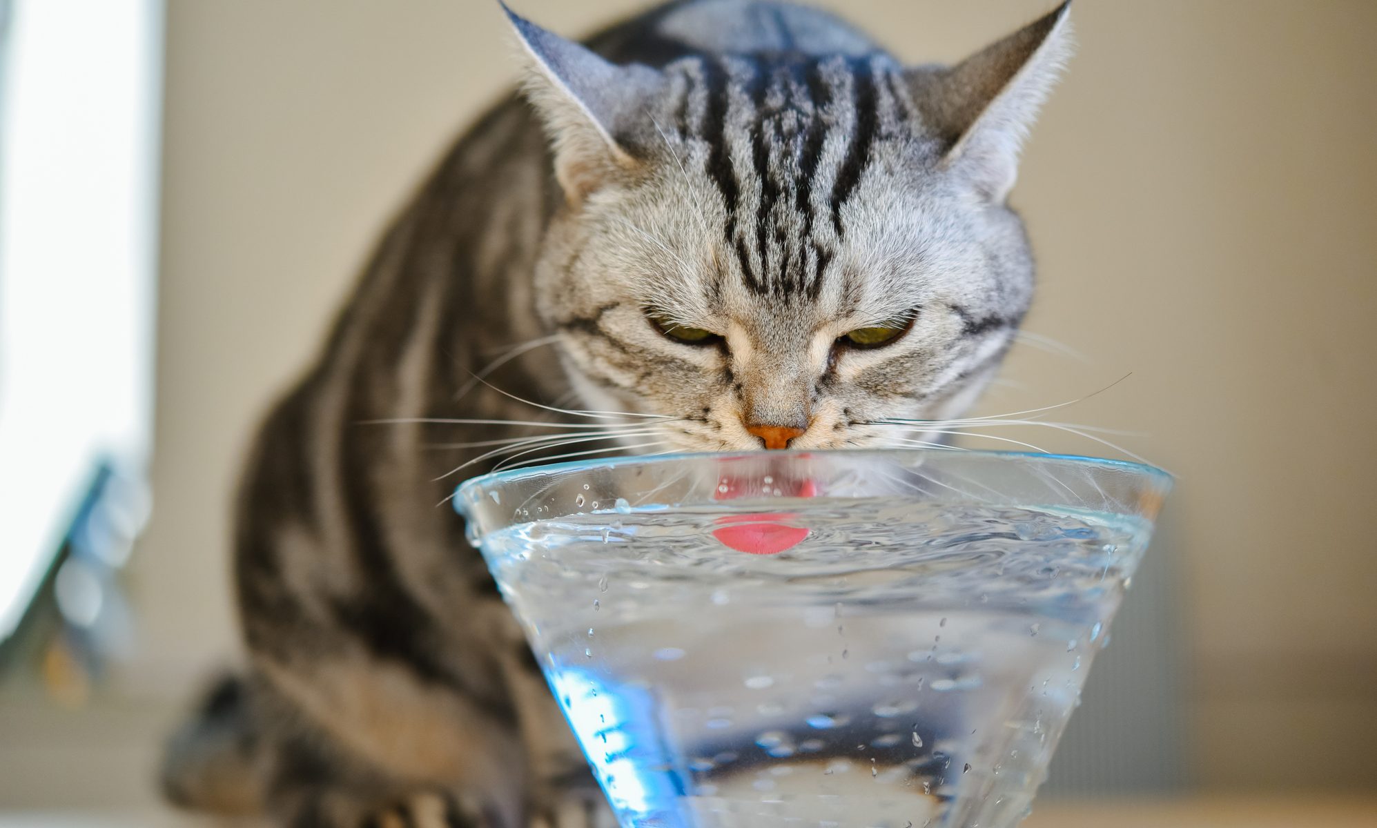猫 水 飲む 回数