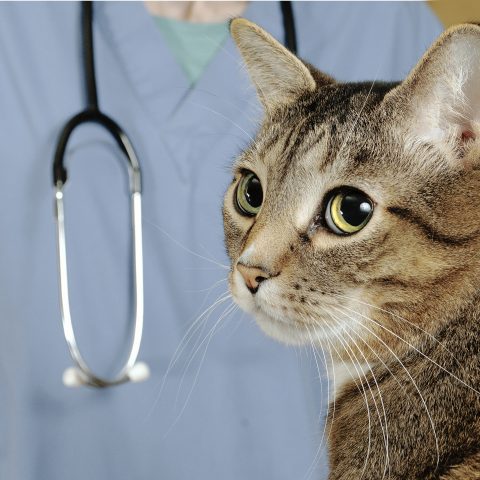 猫の腎不全の治療にはホメオパシーがおすすめ！その4つの理由とは？サムネイル