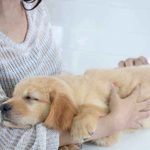 椎間板ヘルニアの犬への鍼治療が効果的な3つの理由とは？詳しく解説サムネイル