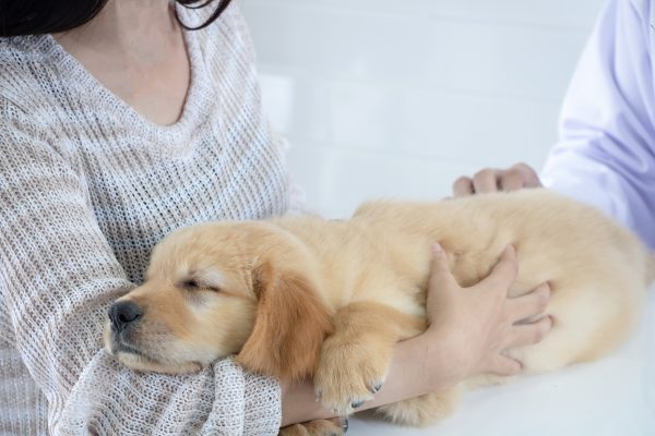 椎間板ヘルニアの犬への鍼治療が効果的な3つの理由とは？詳しく解説サムネイル