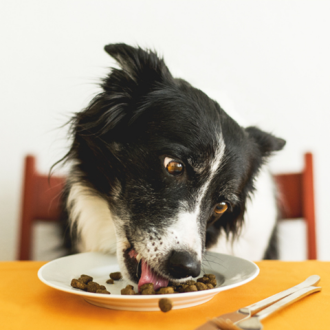 犬の椎間板ヘルニアに良い食べ物についてサムネイル